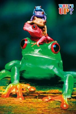 5 Frösche: What's Up - Maxi Poster 61 x 91,5 cm neu und versiegelt