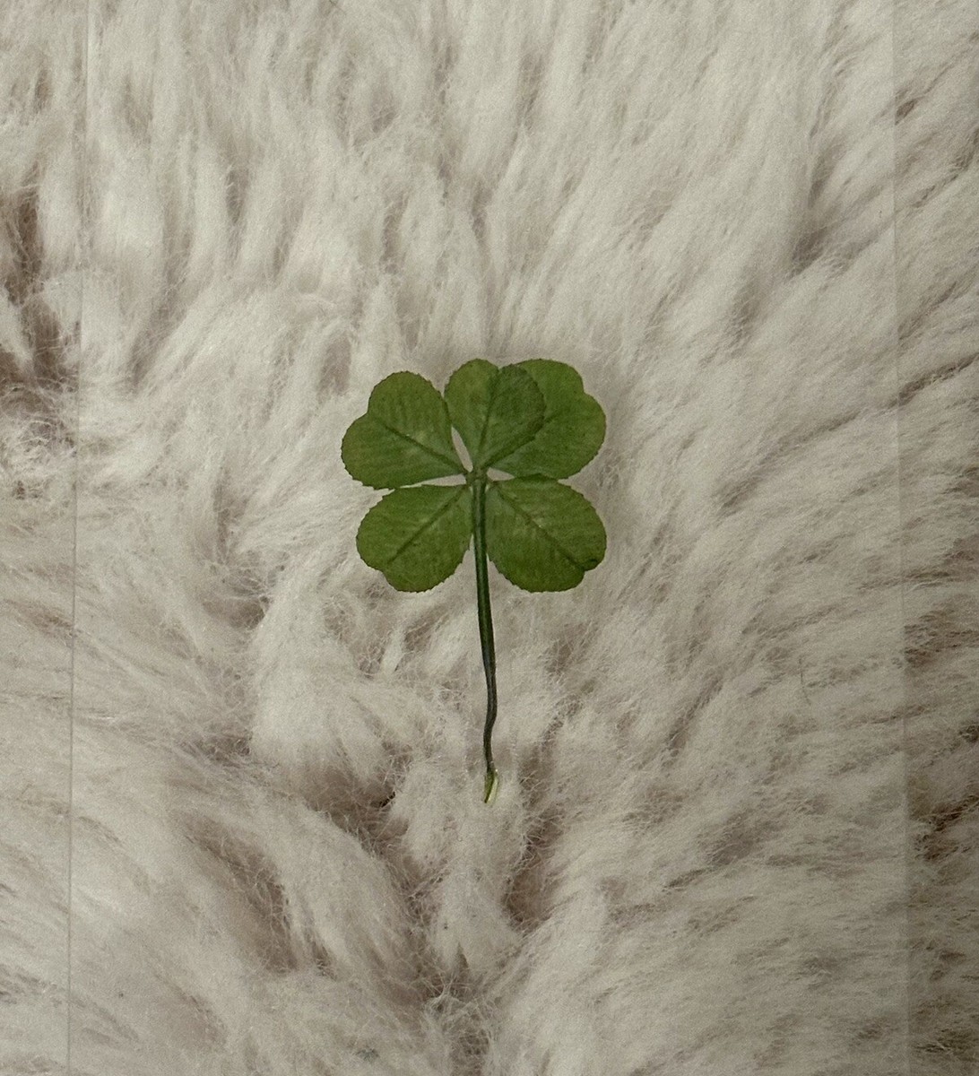 🍀RARE REAL Leaf Clover 🍀 Hand picked GREAT Gift LUCKY 🤩