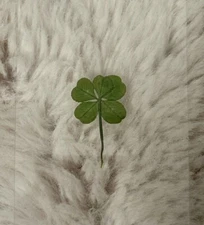 🍀RARE REAL 5 Leaf Clover 🍀 Hand picked - GREAT Gift - LUCKY 🤩