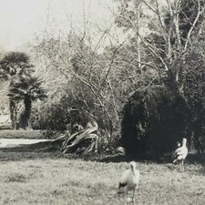 Wild Fowl Zoo Palermo Park Buenos Aires South America Bird Photo Stereoview A309