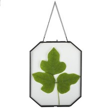 8x10 inches Octagon Double Glass Floating Frame for Pressed Dried Flowers, Ph...