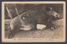 Wild Boar Carcass in Region of Traful Argentina RPPC postcard 1920s