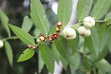 KATUK - STAR GOOSEBERRY - SWEET LEAF Breynia androgyna 10+