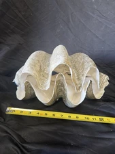 Giant Clam Shell matching pair tridacna gigas 14.5”x9x7