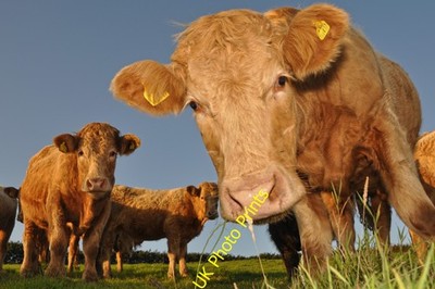 Foto A2 West Somerset: Limousin Rinder Withycombe\/SS8835 Cattle Havin um 2015