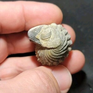 Nice Large rolled Phacops Barrandeops Trilobite fossil Devonian of Morocco 
