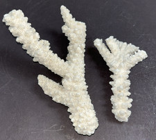 Authentic White Branch Coral 2 Piece