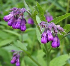Comfrey Herb, Useful Perennial for Amazing Liquid Manure, Compost+Mulch 25