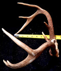 Deer Antler Rack Scull Cap 8 Point Lot F — photo 4