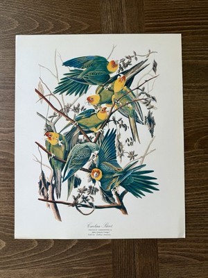 1964 Carolina Parrot Audubon 14x17 Portfolio Print (Extinct Species)