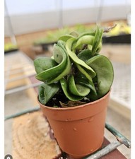 Cuerda hindú Hoya