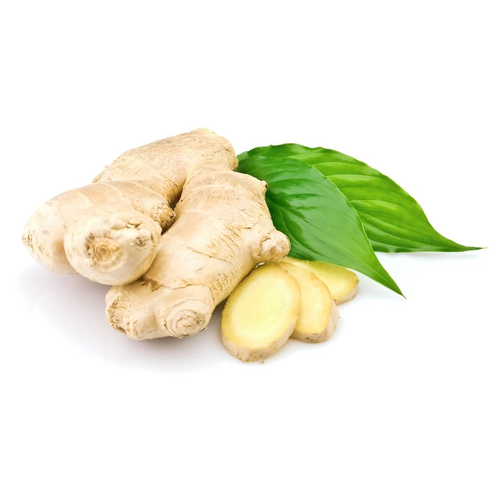 Mega paquete de bolsas de té de jengibre (100) de raíz pura, té de hierbas totalmente natural sin cafeína Foto 3 de 4