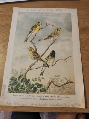 Originale Chromolithografie von 1890, signiert, Vögel E. deMaes