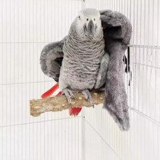 Parrot warm stickers stand on wooden poles