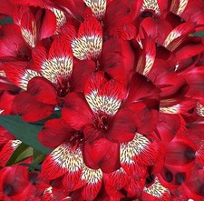 Preety Imported Double Alstroemeria Dark Red Color Flower Bulbs Pack Of 3 Bulbs