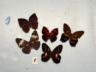 Assorted butterflies moths collection CRAFT GRADE diy art projects pinned #8