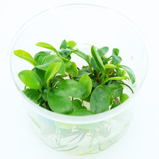 Buy2Get1Free Anubias Barteri Var Barteri Tissue Culture Live Aquarium Plant