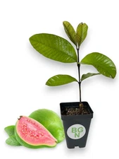 Pink Guava Plant – Barbie Pink – Psidium Guajava - Live Plant
