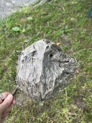 Authentic Small size Bald Faced Hornets Nest