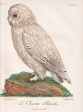 Schleiereule owls owl Eule Uhu Farbradierung etching Levaillant 1799