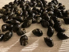 100 Saltwater Nassarius Snails Aquarium Fish Tank Cleaners Filter Marine