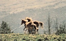 Big Horn County MT Montana Mustangs Wild Horse Pryor Mountains Vtg Postcard C27