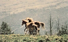 Big Horn County MT Montana Mustangs Wild Horse Pryor Mountains Vtg Postcard C27
