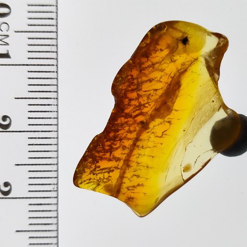 Bug in Amber natural polished gemstone w/ insect fossil inclusion 7.54ct - Picture 4 of 9