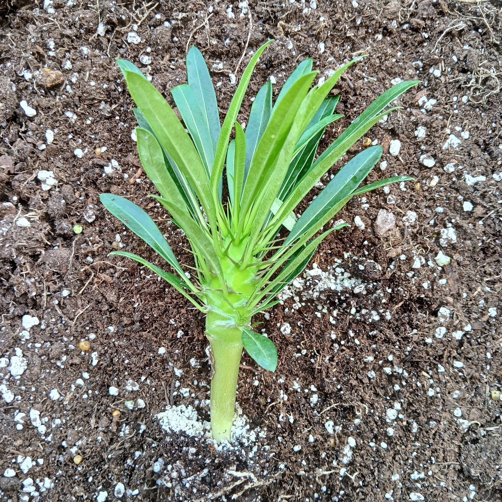 Picture 2 of 8
