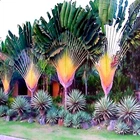 TRAVELERS PALM TREE SEEDS (Ravenala madagascariensis) Bird of Paradise Plant