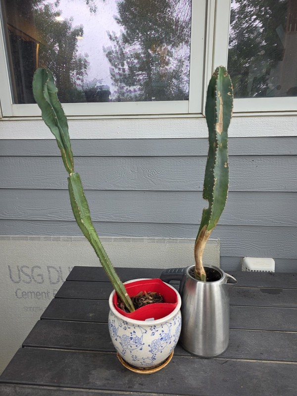 2x PERUVIAN APPLE CACTUS Cereus peruvianus ~3' tall juvenile bareroot 😎 shape