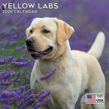 Yellow Labrador Calendar 2026 - Dog Breed Wall Calendar - Made in the USA!