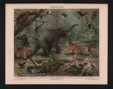 Chromo Lithograph 1906: Oriental Fauna. Orangutan Gibbon Pheasant Kalong