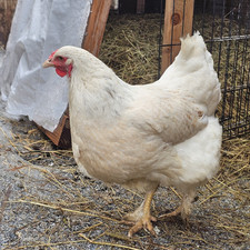  10 brahma chicken hatching eggs.Various Rare  Colors, Fertile ready to ship