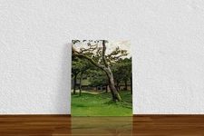 Claude Monet "Norman Farm through the Trees" Canvas Print Wall Art Home Decor