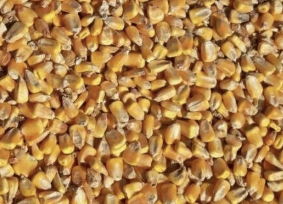 Shelled Corn Animal Feed Arts & Crafts Choose Size Free Shipping | eBay
