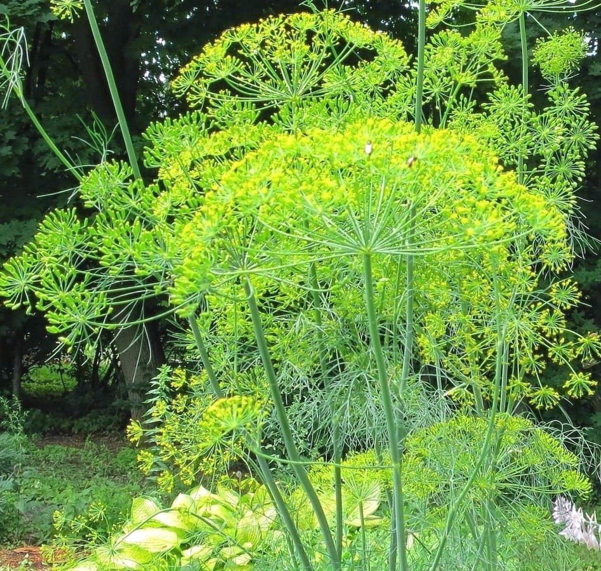 Dill Bouquet, Vanderbilt, Heirloom, NONGMO, Easy Grow Herb, FREE