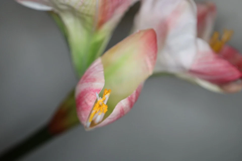 Amaryllis mit 2 Blüten und 1 Knospe, natural touch, künstlich, 68 cm, Weiß-Rosé - Bild 4 von 4