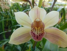 Luscious Large Outdoor Cymbidium Orchid, Cream with Pink  A New Flower Spike