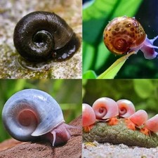 Ramshorn Snails (Assorted Colors) 10+2 Count, free shipping, Live Freshwater