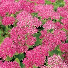 Sedum Hot Stuff Succulent Plant Real Outdoor Garden Perennial Plant