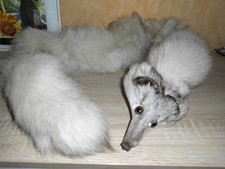 Echter Fuchs Blaufuchs Pelz Kragen 1,20 m aus Nachlass mit Klippverschluß 