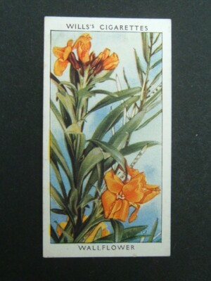Wills - Wild Flowers 2. Serie (1937) - # 6 Wallflower