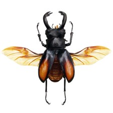Hexarthrius Paradoxus Stag Beetle Sumatra Indonesia Wings Spread Hexarthrius Paradoxus Stag Beetle Sumatra Indonesia Wings Spread