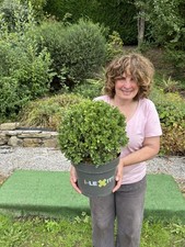 Large Ilex Crenata Japanese Holly topiary ball  Evergreen ( Like Box/Buxus )