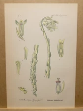 1886 ANTIQUE LITHOGRAPH ILLUSTRATION BOTANY FLOWER FLORA NATURE DECOR PICTURE...