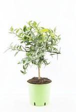 Citrus x junos - Yuzu 80-100 cm - varietà di agrume resistente al gelo fino a -12°C - rifinito 