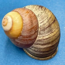 Helicostyla rufogaster 54mm Sorsogon, Philippines Collected 1971 