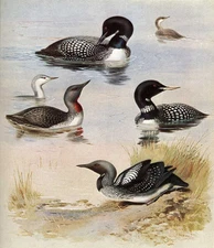 Stunning Oil painting nice birds ducks swimming free shipping for all buyers