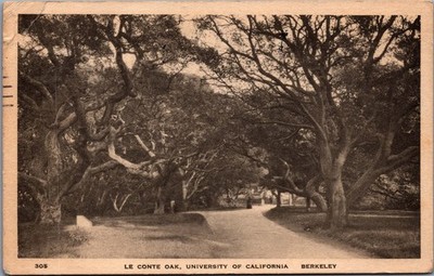Le Conte Oak UC Berkeley 1928 Postcard Albertype Collotype California